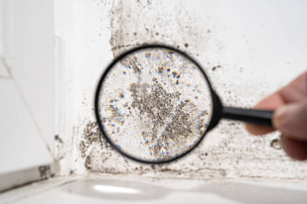 Best Emergency Mold Remediation  in Fair Oaks Ranch, TX